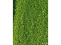 gazon-synthetique-small-1