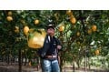 distribution-de-gros-dhuile-essentielle-de-citron-italien-small-1