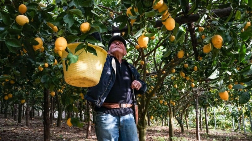 distribution-de-gros-dhuile-essentielle-de-citron-italien-big-1