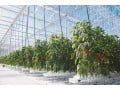 cherche-emploi-chef-de-projet-hydroponie-indoor-vertical-farming-cea-small-1