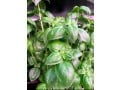 cherche-emploi-chef-de-projet-hydroponie-indoor-vertical-farming-cea-small-2