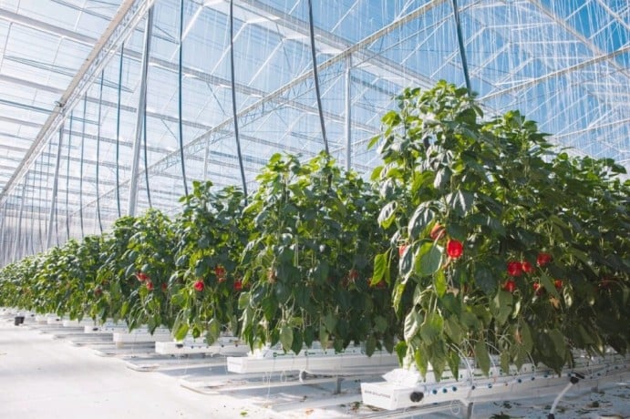 cherche-emploi-chef-de-projet-hydroponie-indoor-vertical-farming-cea-big-1