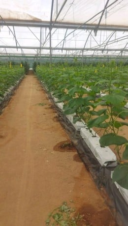 cherche-emploi-chef-de-projet-hydroponie-indoor-vertical-farming-cea-big-5