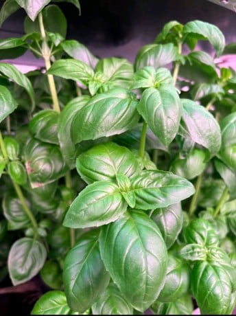 cherche-emploi-chef-de-projet-hydroponie-indoor-vertical-farming-cea-big-2